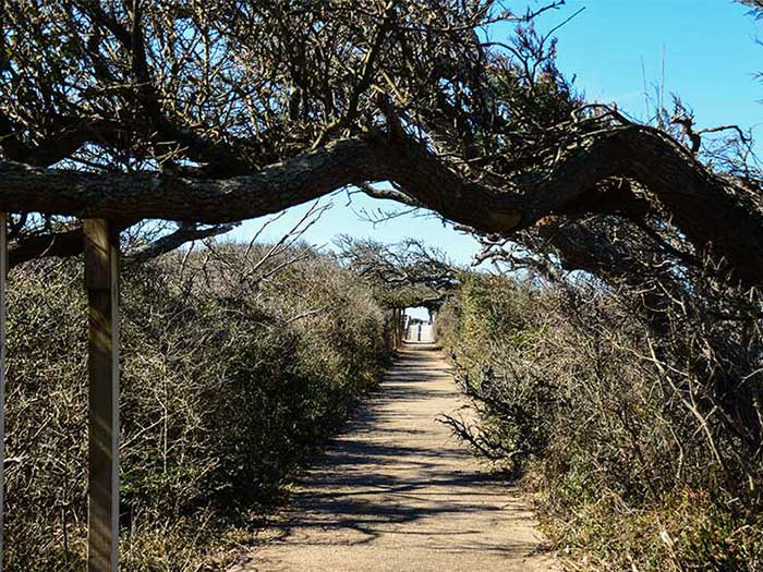 What to Do in Outer Banks Pea Island National Wildlife Refuge Image