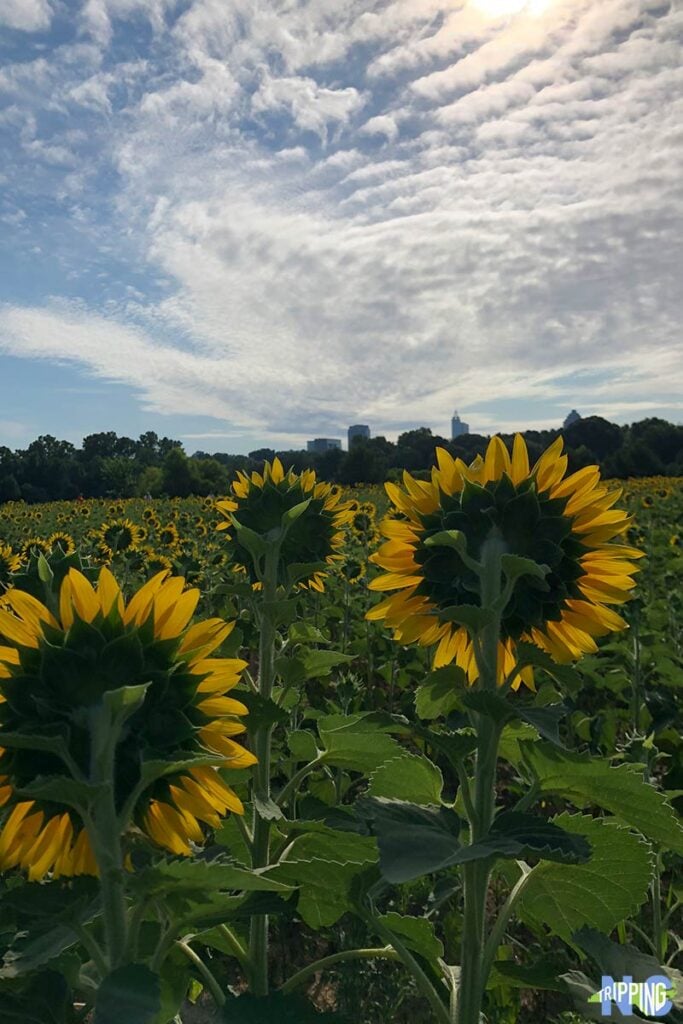 Raleigh Sunflowers and Where to Find Them in 2019 NC Travel
