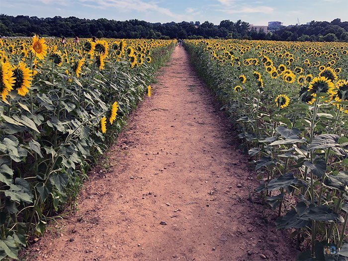 Raleigh Sunflower Field Travel Guide Image