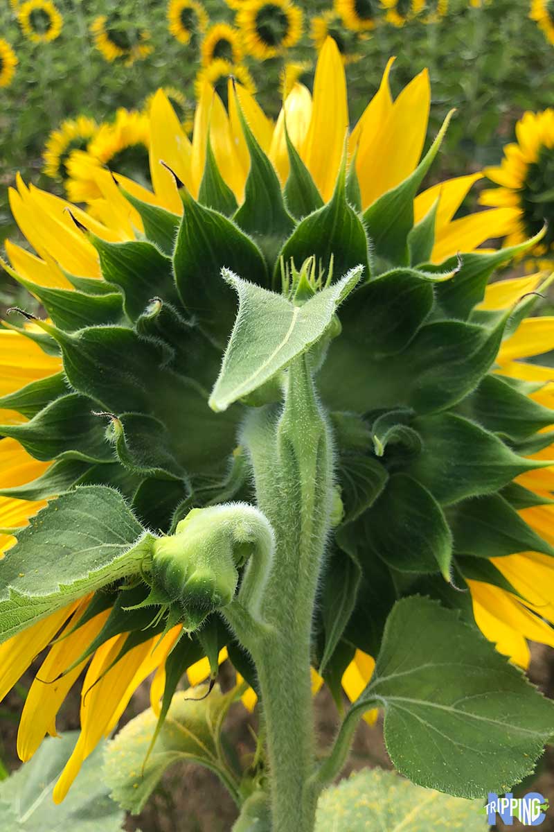 Raleigh Sunflowers and Where to Find Them in 2019 NC Travel