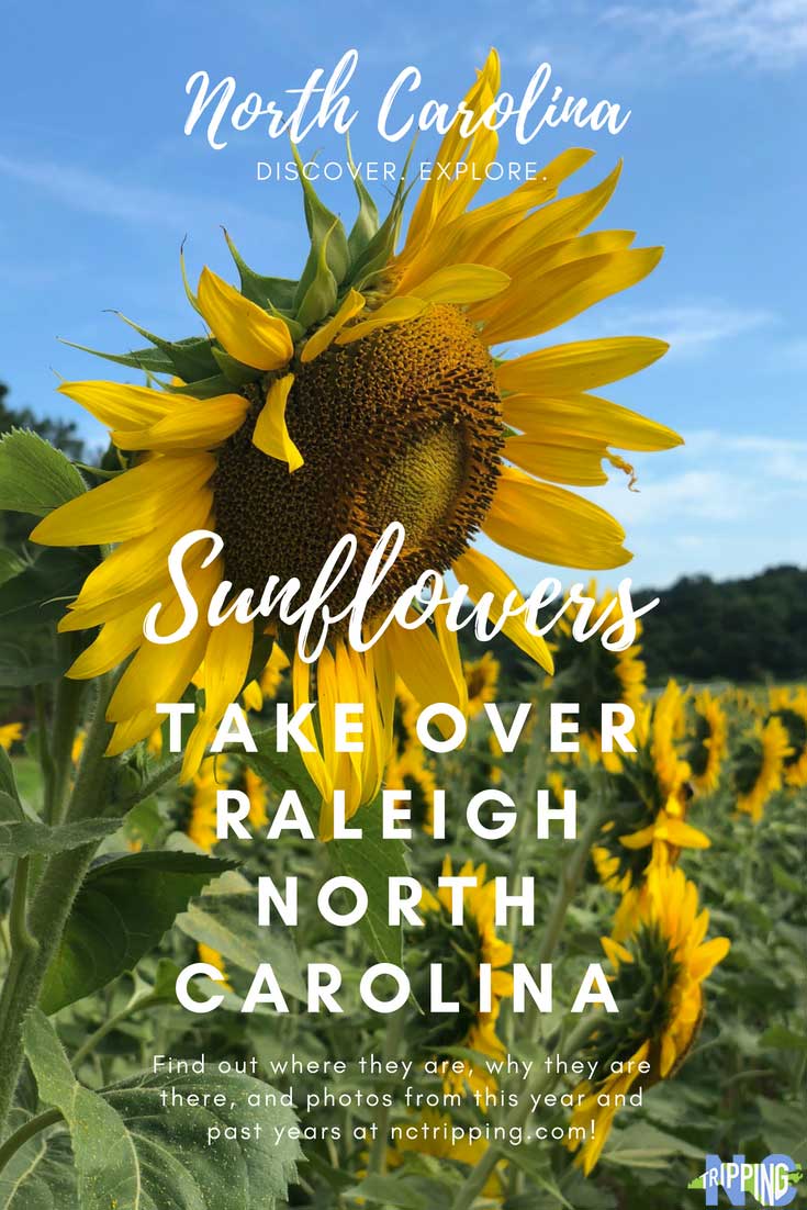 Raleigh Sunflowers and Where to Find Them in 2019 NC Travel