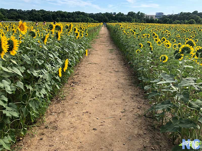 Sunflowers in Raleigh NC