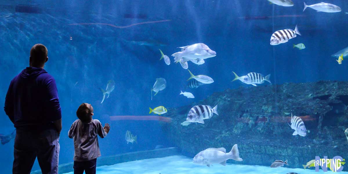things to do in outer banks in january things to do in outer banks in january