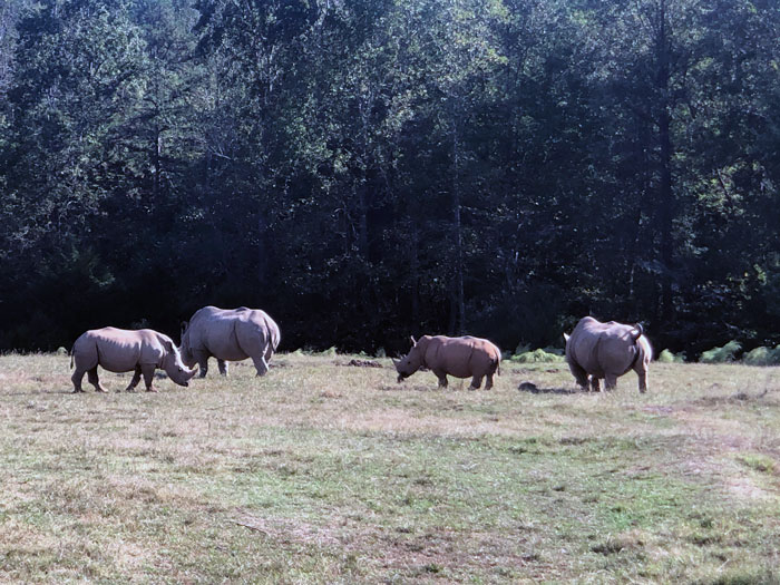 Things to Do in North Carolina in April NC Zoo Earth Day