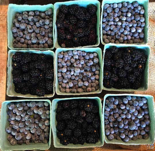 Things to Do in North Carolina in June Burgaw Blueberry Festival Image