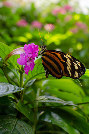 Durham Museum of Life and Science Butterfly