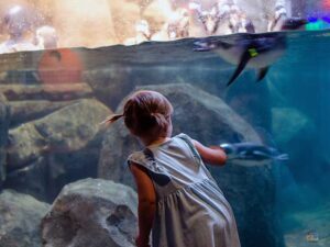 Museum of Life and Science in Durham NC (15+ Things We Love)
