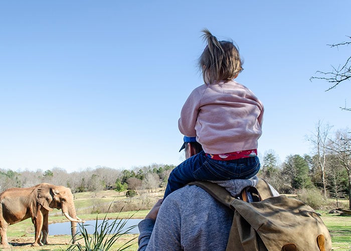 Elephants at North Carolina Zoo Asheboro Image