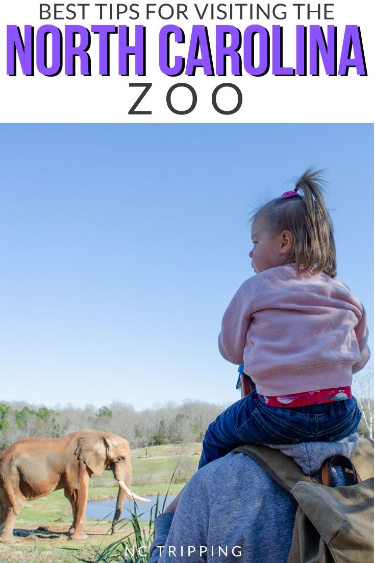 NC Zoo in Asheboro Things to Do, Food, Fun Attractions, and More!