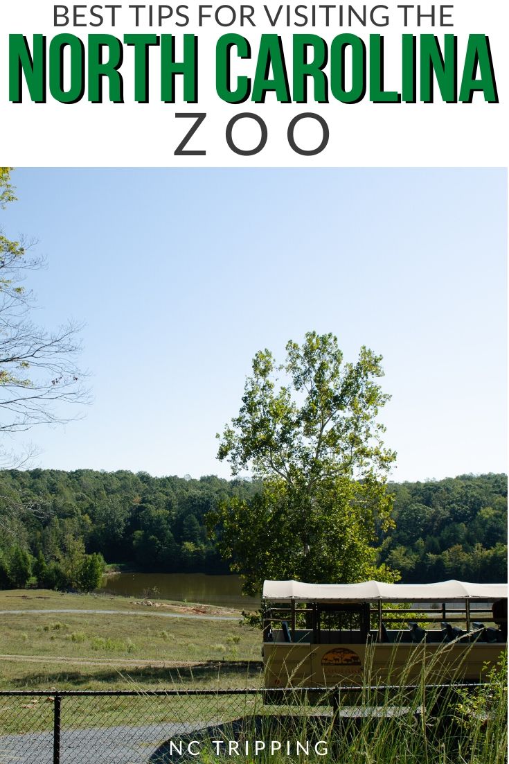 NC Zoo in Asheboro Things to Do, Food, Fun Attractions, and More!