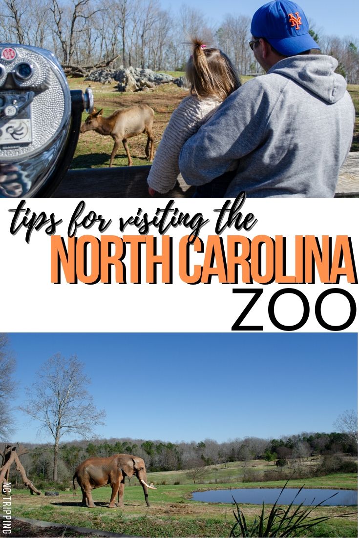 NC Zoo in Asheboro Things to Do, Food, Fun Attractions, and More!