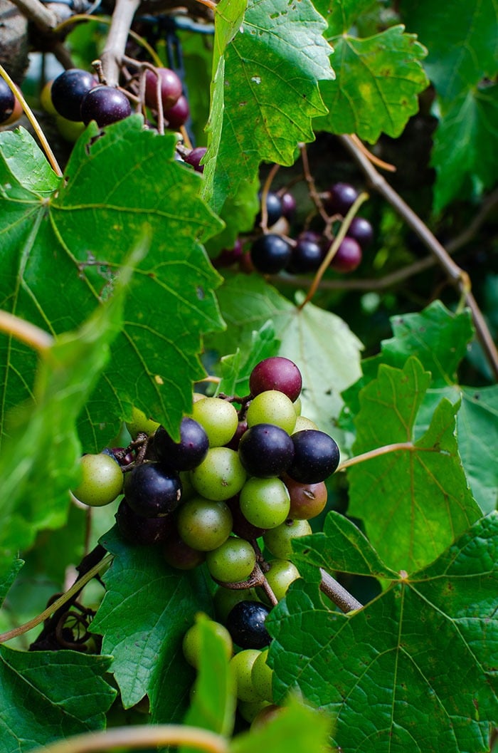 Muscadine Grapes in NC + 26 Great Farms to Pick Them!