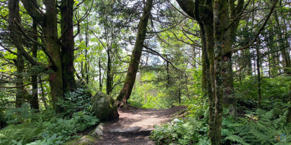 20+ Wonderful Things to Do in Black Mountain NC for Everyone