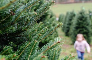 14 Festive Christmas Tree Farms in North Carolina