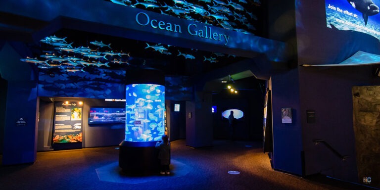 Our guide shares all you need to know about the North Carolina Aquarium at Fort Fisher and why you'll love it!