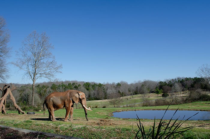 an African elephant near a pond at the Asheboro NC Zoo