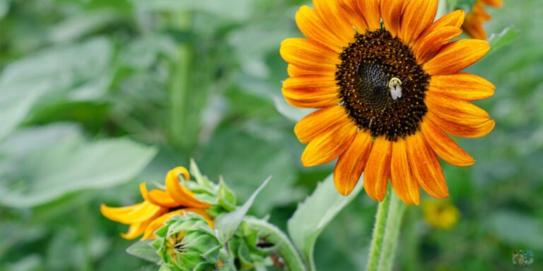 Day Trips in North Carolina