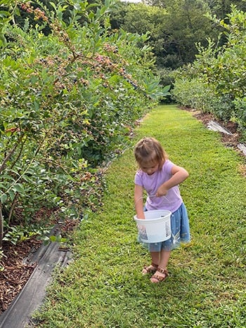 a girl with a bucket of blueberries in North Carolina