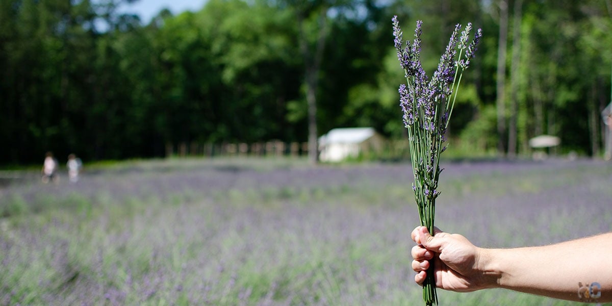Lavender farms in north carolina