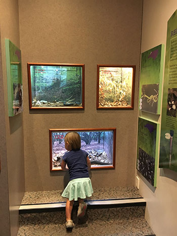 Snakes at NC Museum of Natural Sciences