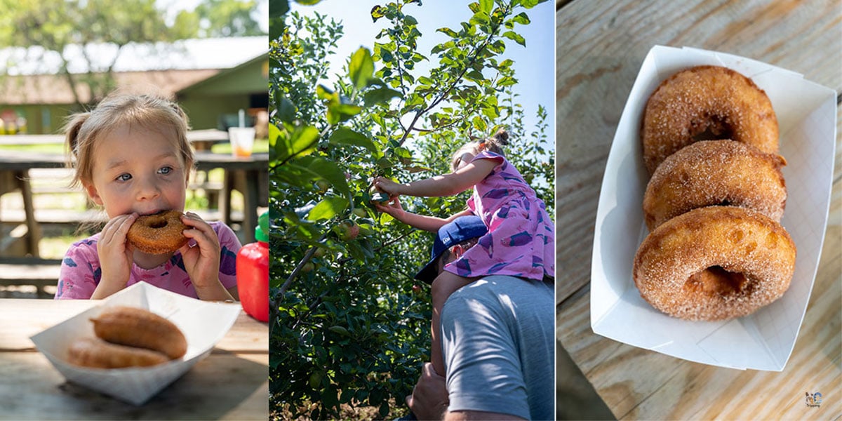 10 Great Apple Orchards in Hendersonville for Apple Picking