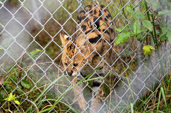 How to Visit Carolina Tiger Rescue in Pittsboro NC (5+ Tips)