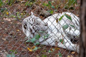 How to Visit Carolina Tiger Rescue in Pittsboro NC (5+ Tips)
