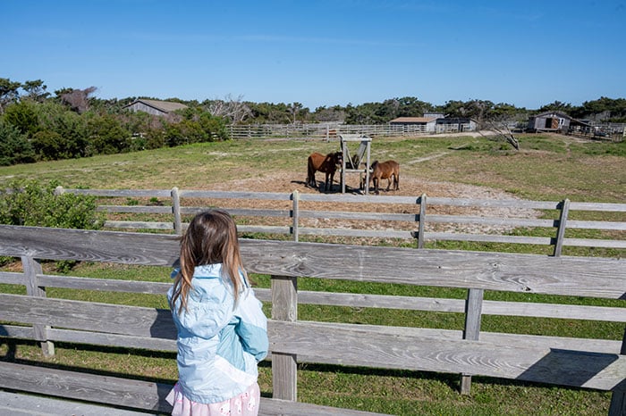 Things to do on Ocracoke Pony Pen