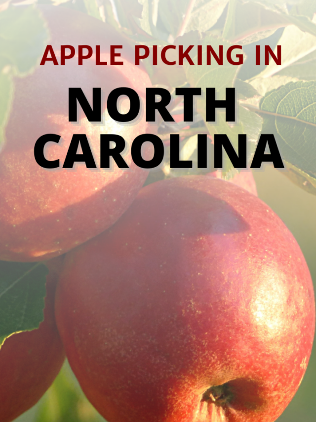 Apple Picking in North Carolina NC Tripping