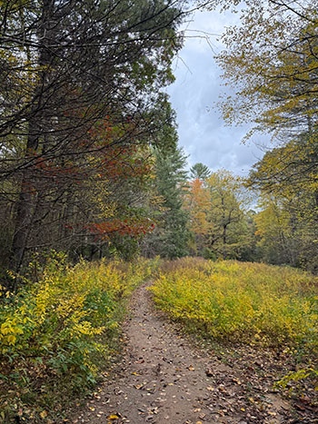 Pink Beds Loop Trail Western NC Near Brevard Near Asheville North Carolina