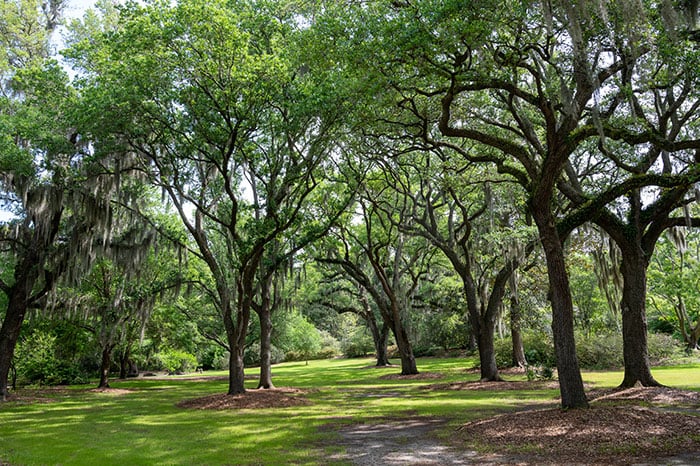 Airlie Gardens Wilmington more oaks