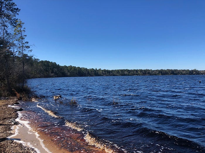 Jones Lake State Park North Carolina Image by NC Tripping