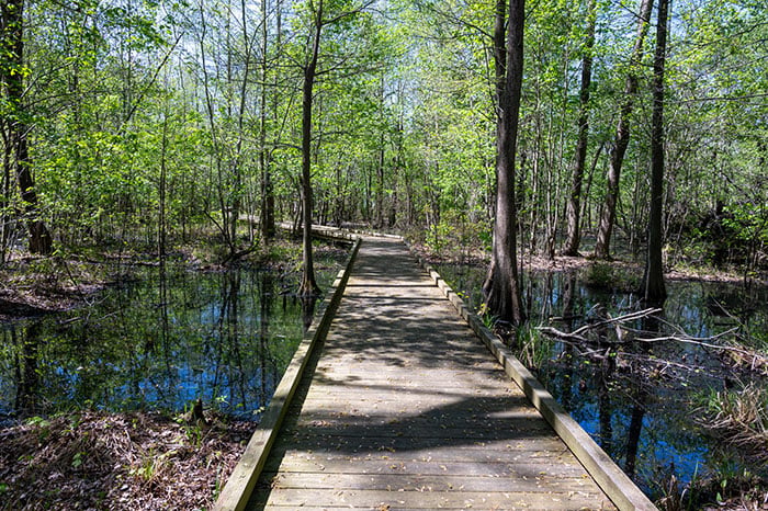 Pettigrew State Park NC Image by NC Tripping