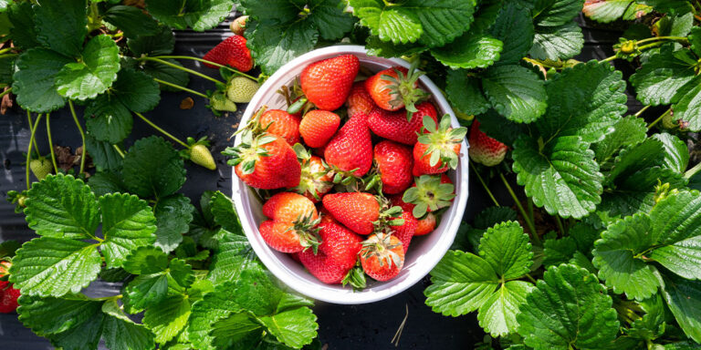 u pick strawberries in nc