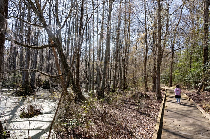 Merchants Millpond State Park North Carolina Image by NC Tripping