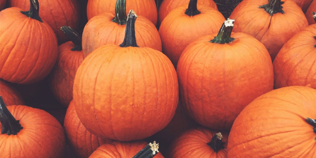 Pumpkin Patches in North Carolina
