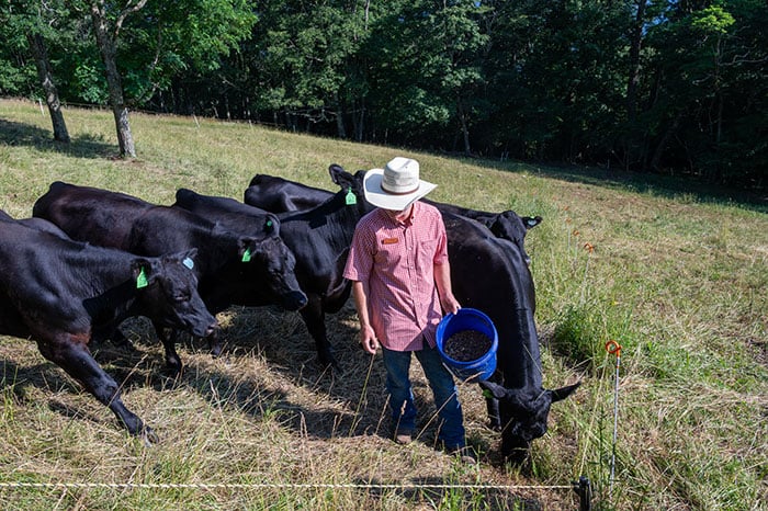Cataloochee Ranch Activities Cattle Feeding Image by NC Tripping