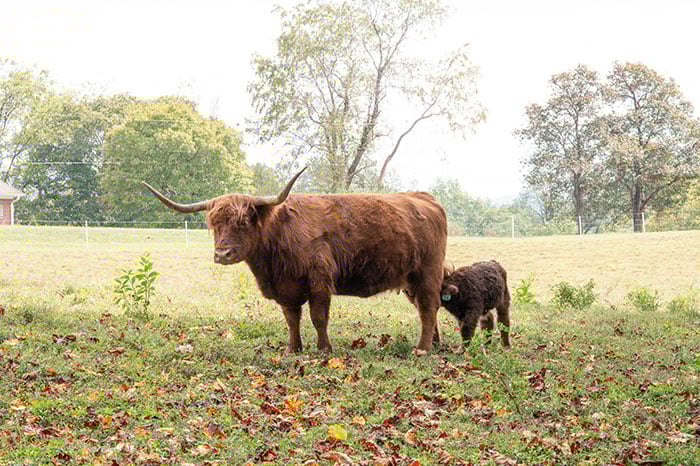 Wilkes Paradise Family Farm 7
