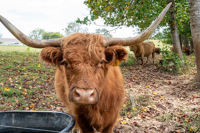 Wilkes Paradise Family Farm 9