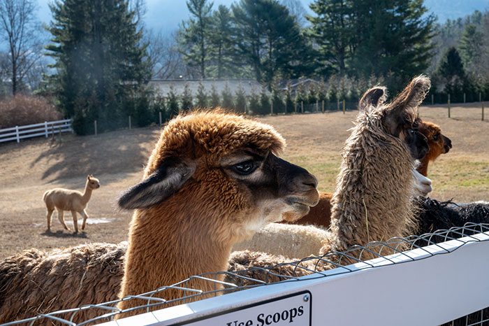 Winchester Creek Farm Waynesville NC Image by NC Tripping