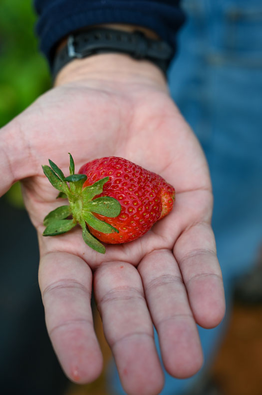 Eno River Farm Strawberries Near Raleigh NC Image by NC Tripping