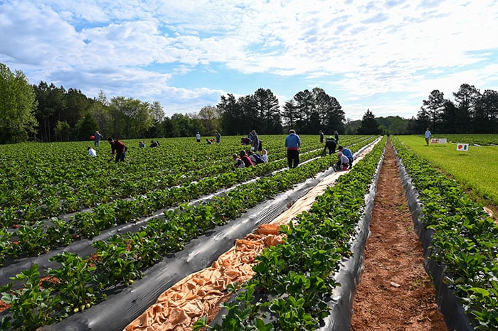Eno River Farm strawberry fields near Raleigh NC Image by NC Tripping