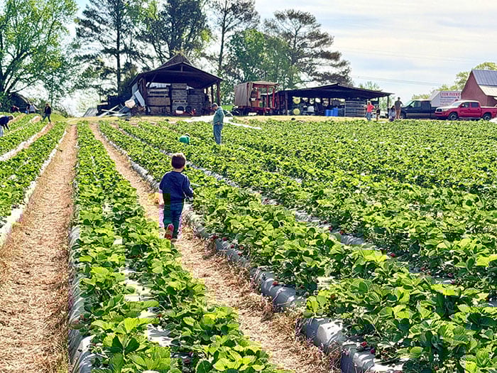 Lyon Farms Creedmoor NC Strawberry Farms Image by NC Tripping