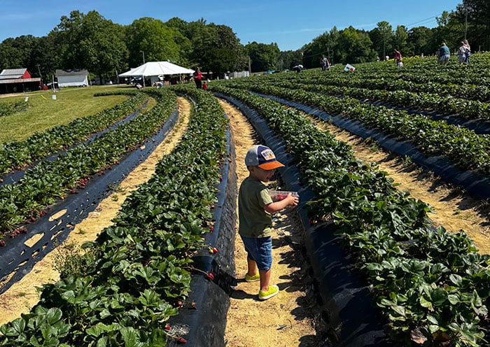 Page Farms Raleigh NC Image by NC Tripping