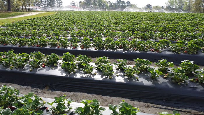 Smiths Family Farm Clayon NC Image by NC Tripping