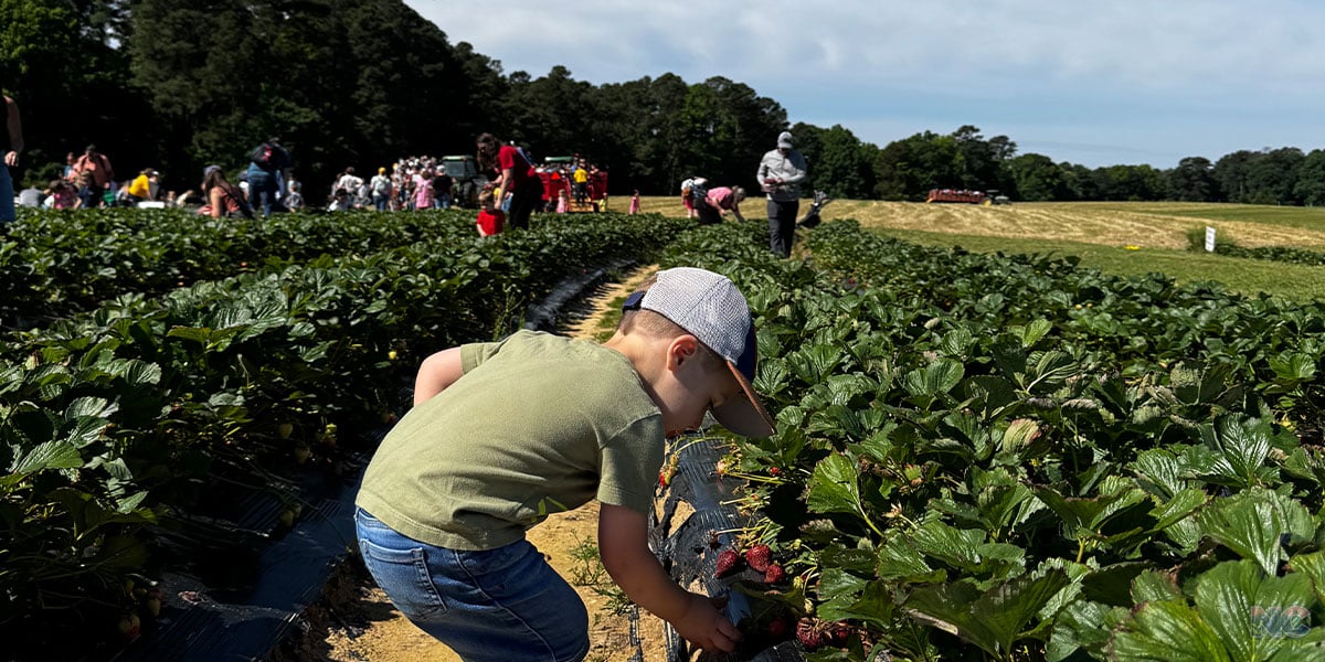 Strawberry Picking in Raleigh NC and Nearby NC Travel Guide and Image by NC Tripping