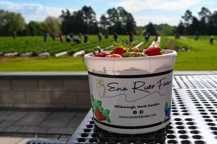Strawberry Picking near Raleigh NC Eno River Farms Hillsborough NC Image by NC Tripping
