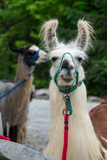 Brevard llama trek 3
