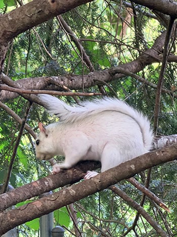 brevard white squirrel
