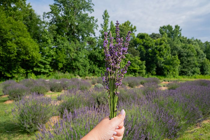 statesville lavendar picking